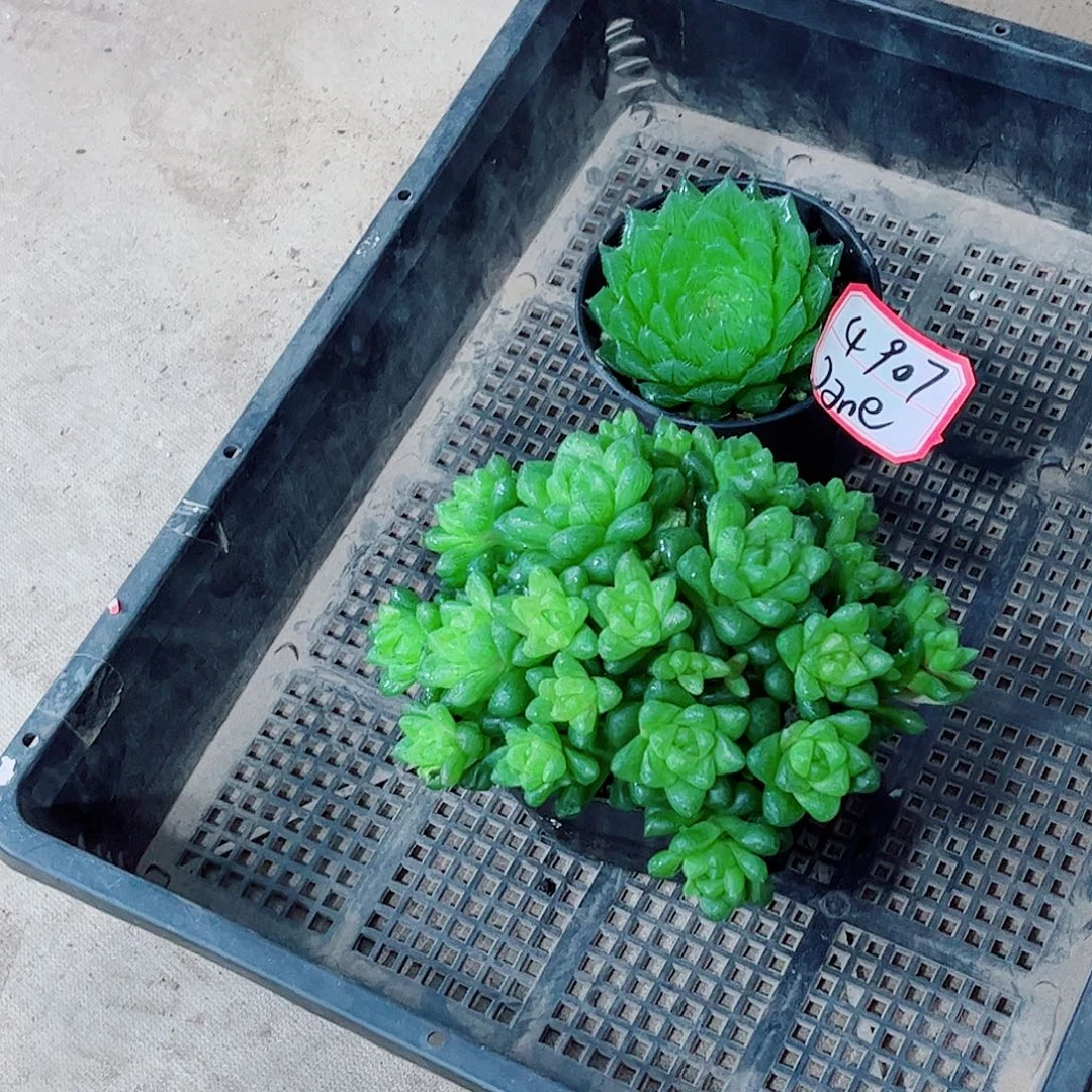 草玉露樱水晶一勿一拍