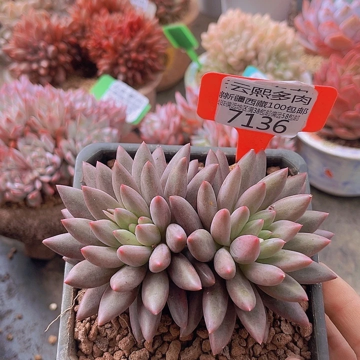 7136红蜻蜓。