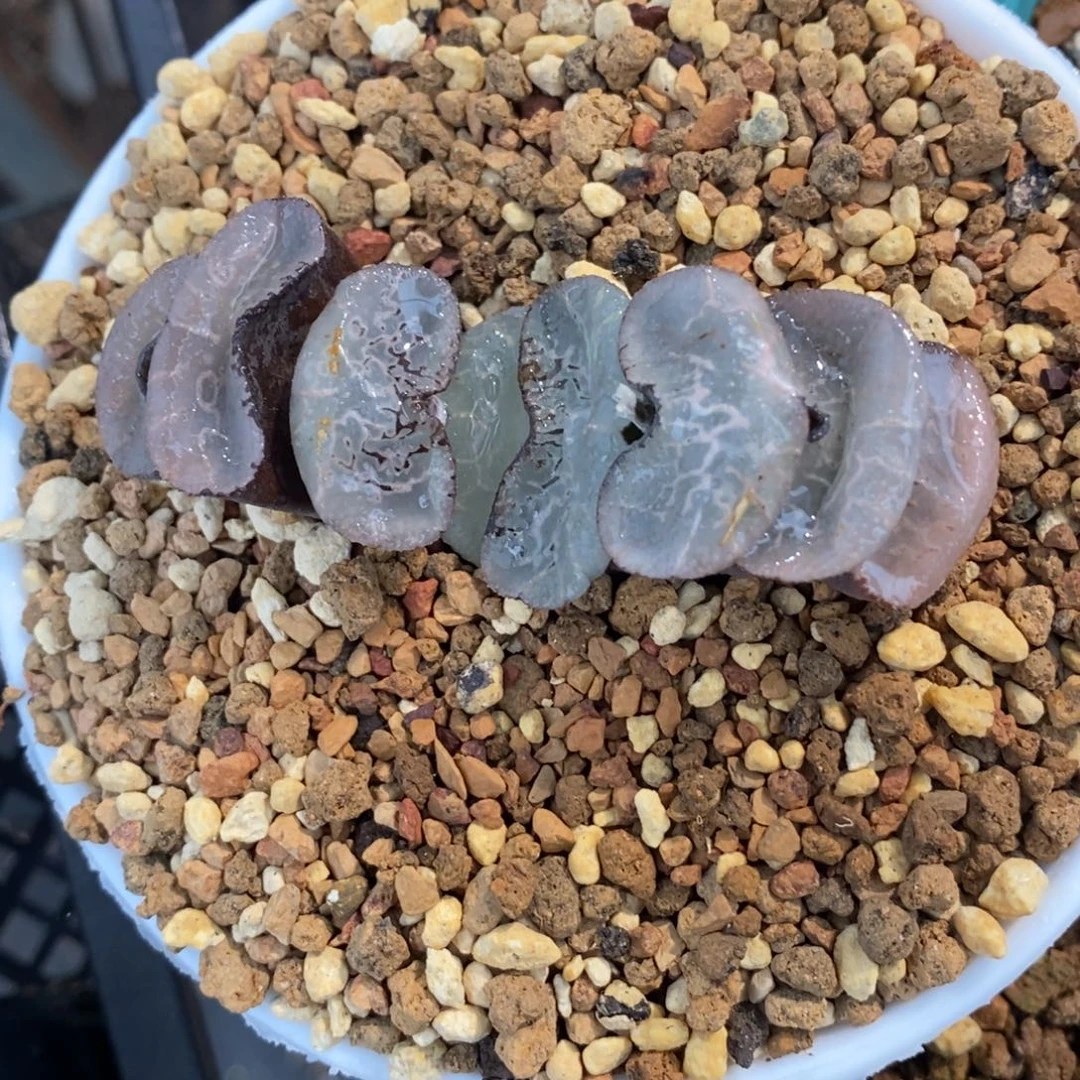 一颗宽叶浮躁玉扇