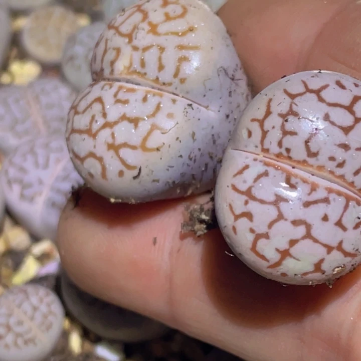 5588888888885885888888