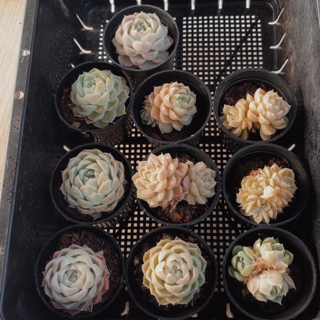 大**女葡萄牙语中央音乐学院10