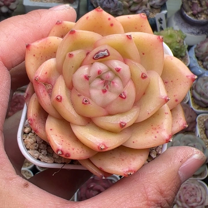 065 多肉植物组合盆栽