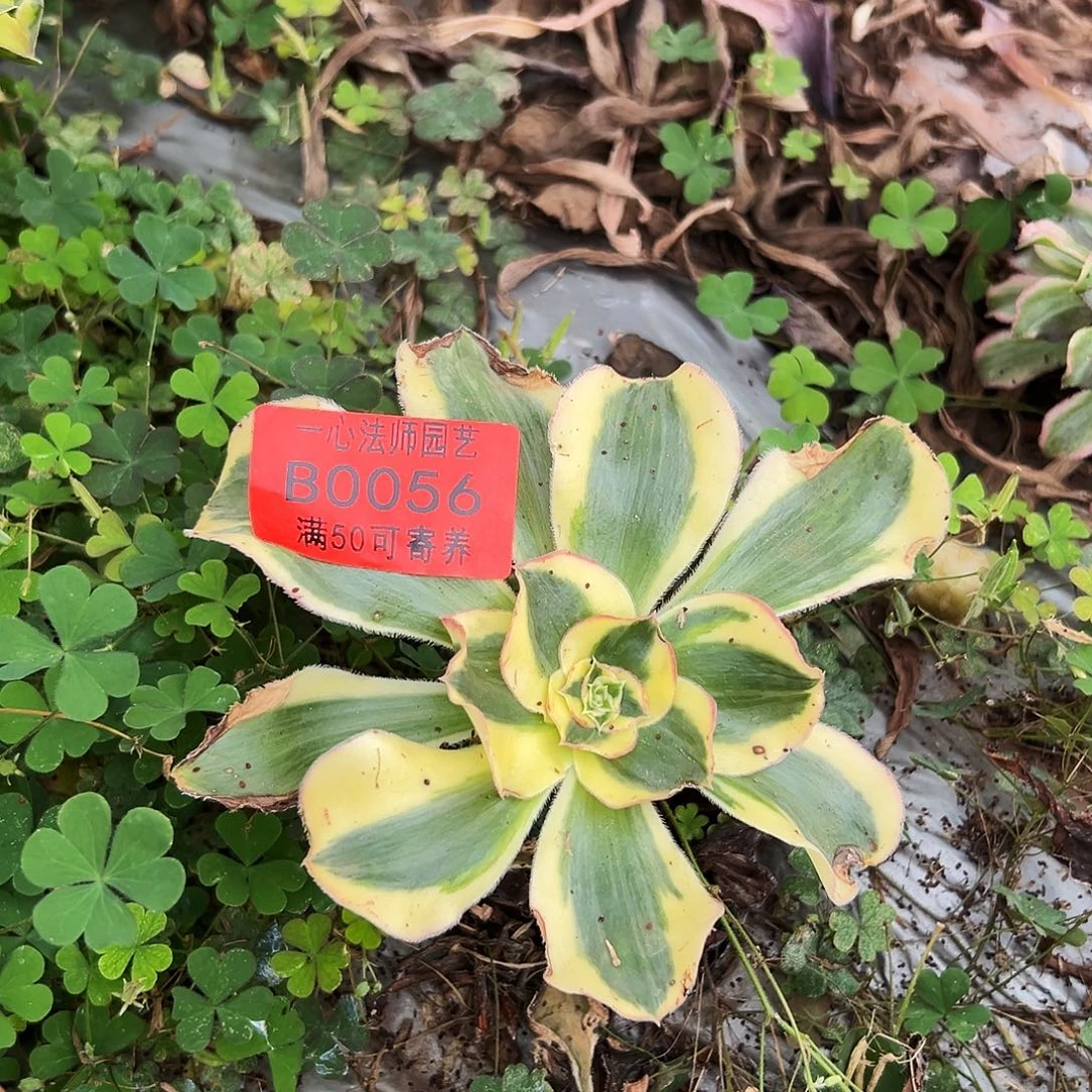 0056多肉植物王妃君美丽