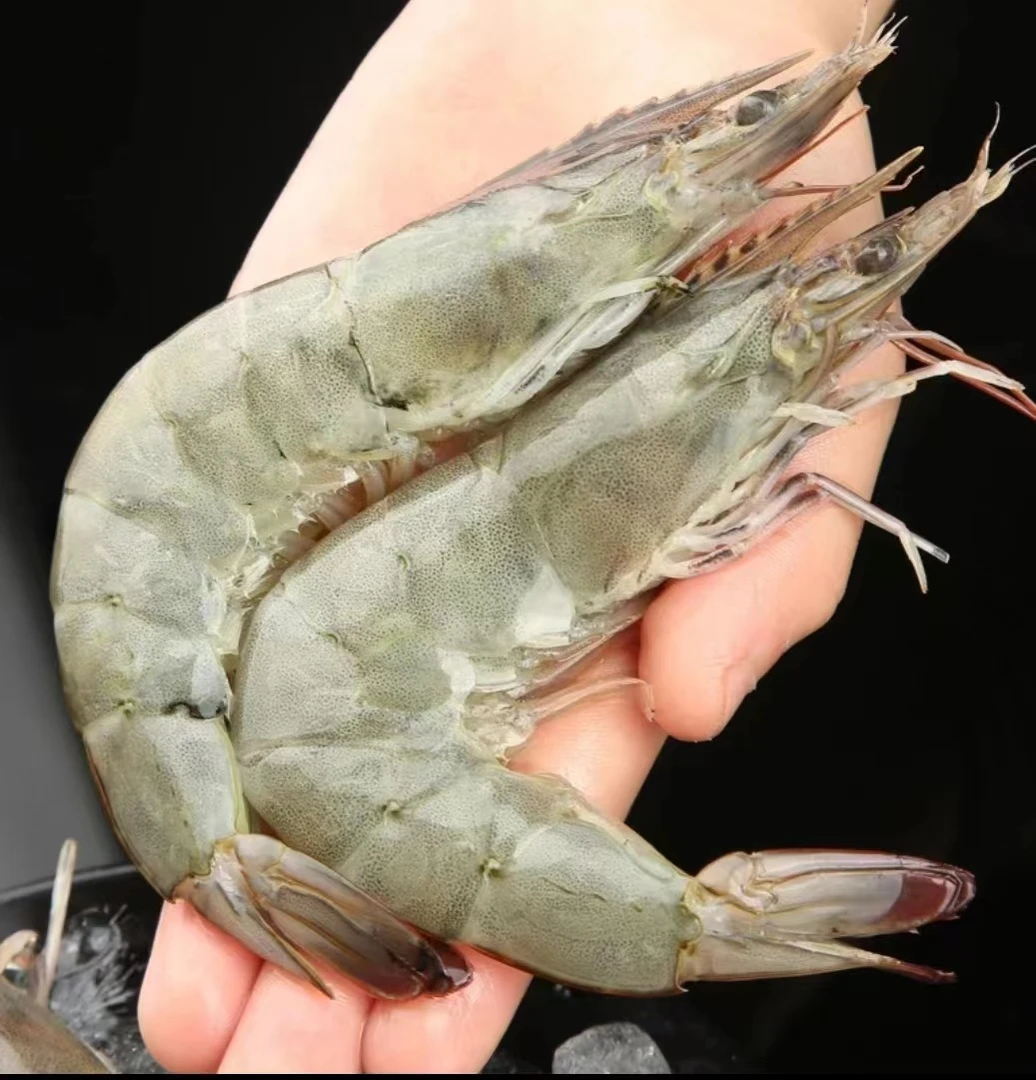 大大号5斤海洋大虾顺丰冷链当天上岸活虾锁鲜肉质鲜美单只15~18cm