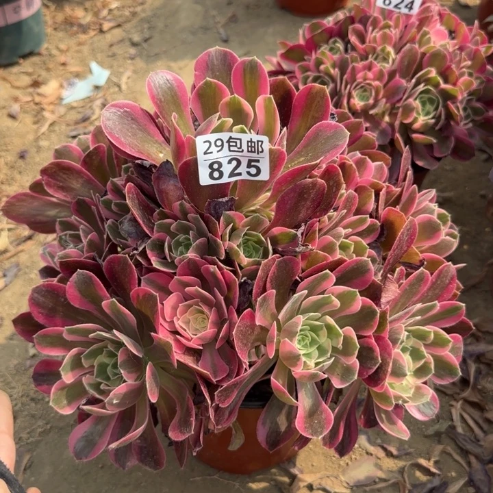 妖月……多肉植物……