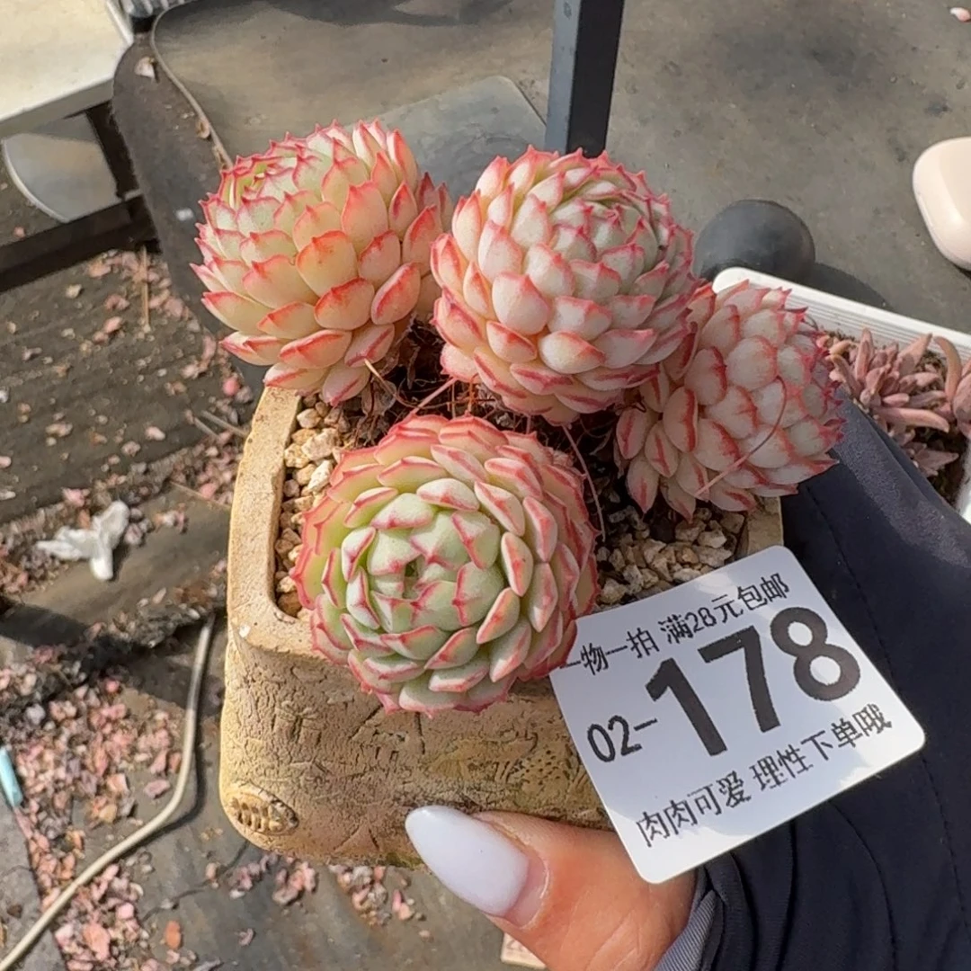 小红船无盆土发货无