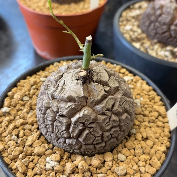 863号龟甲龙带盆包邮不退不换