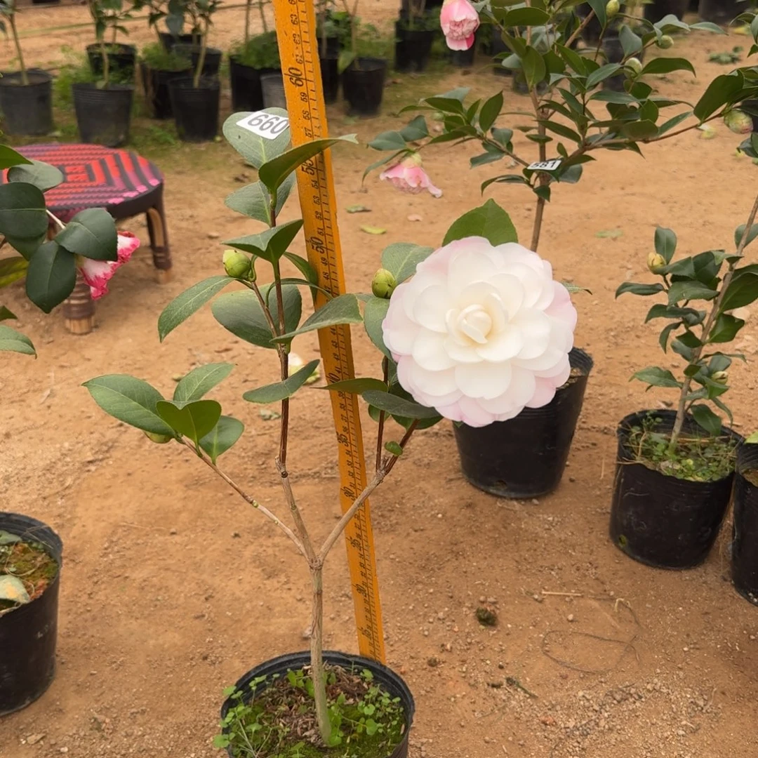 少量花朵（建议范围：2朵-5朵 或40%以下）660戴安娜