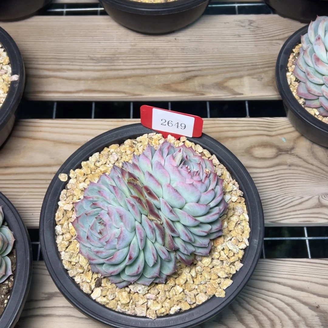 用****12649多肉多多多多多多