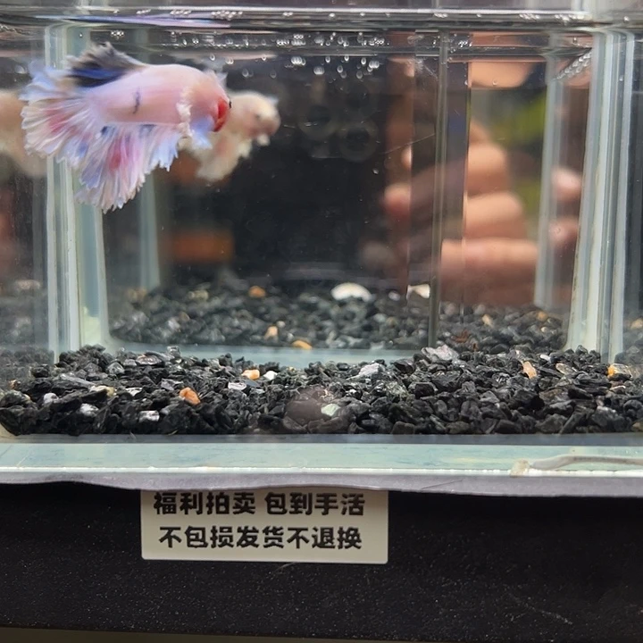 斗鱼竞拍跑单拉黑3