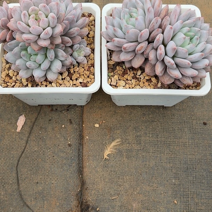 指***官半夏两颗  多头寄养  双头发货。指挥官