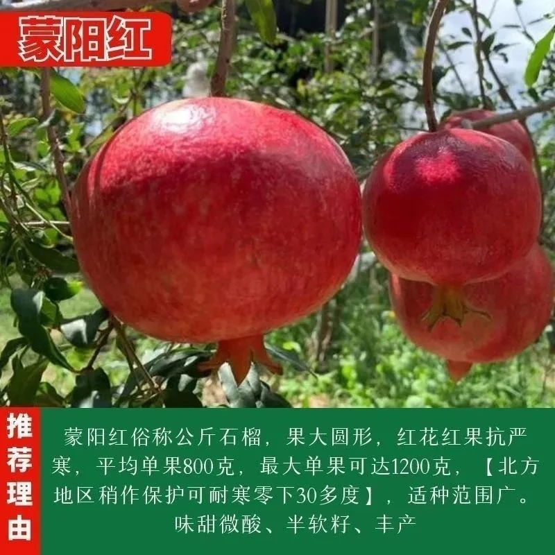 1⃣️【基地直销】蒙阳红石榴树苗大果纯甜家养盆栽地栽南北方种植