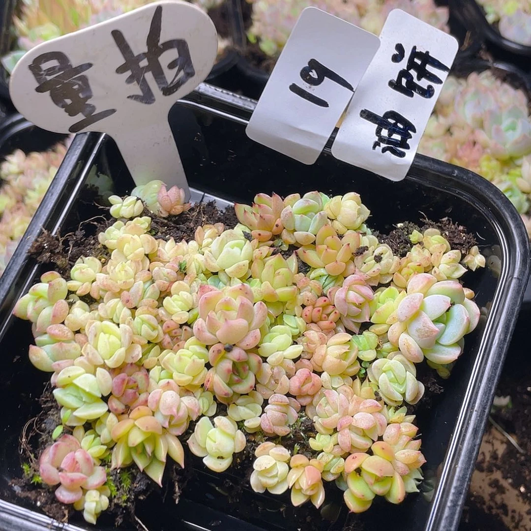 量拍多肉植物多肉植物19