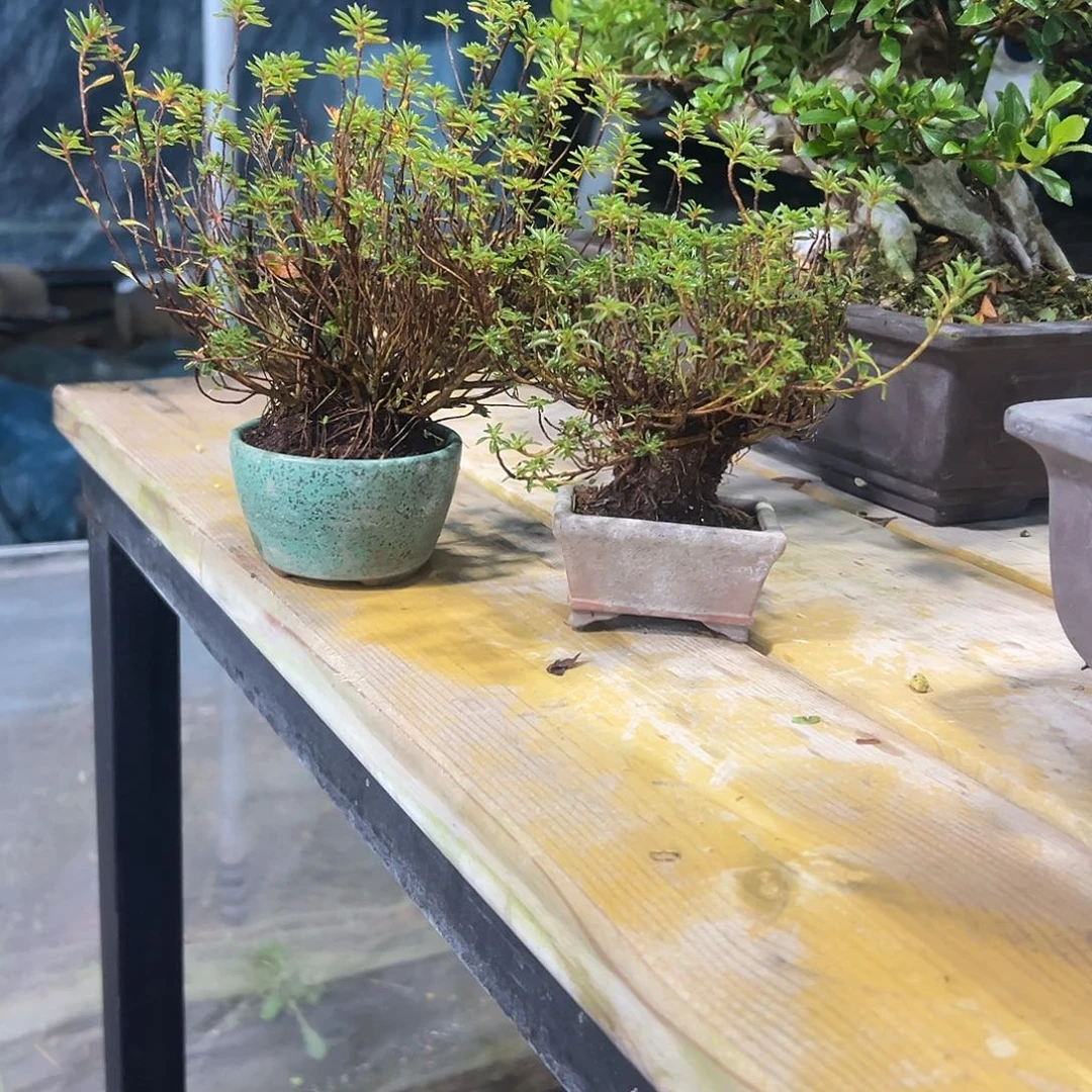 ****无花朵杜鹃。开花杜鹃