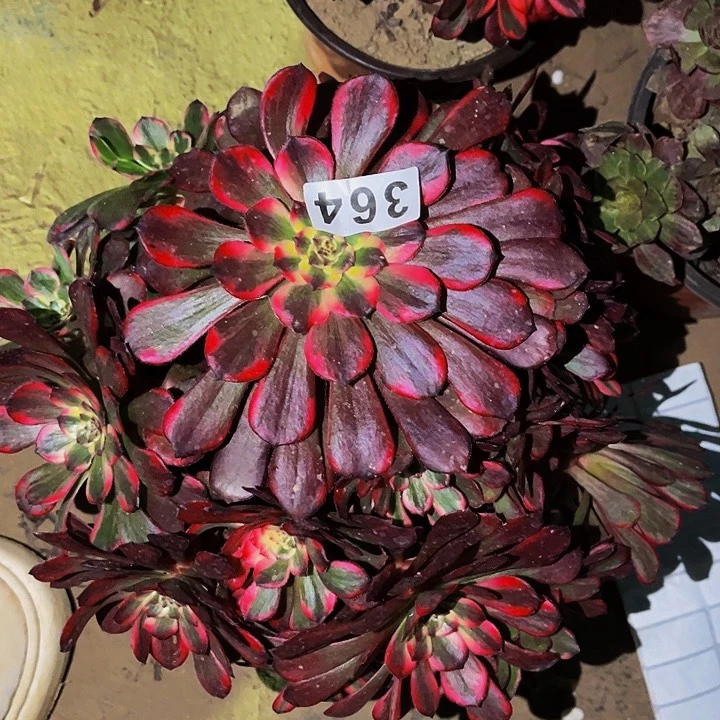 364烟花多肉植物