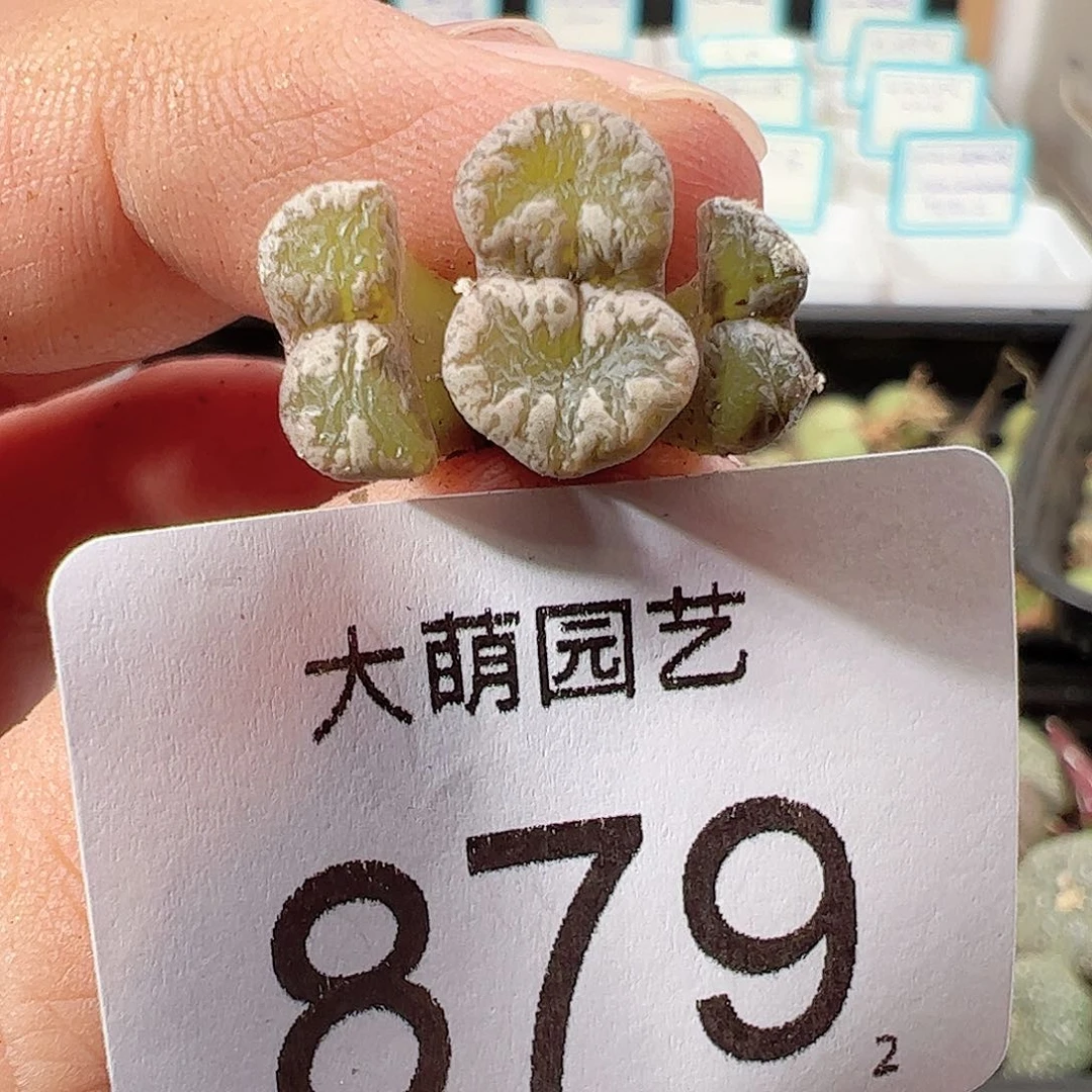 0000879 一物一拍……