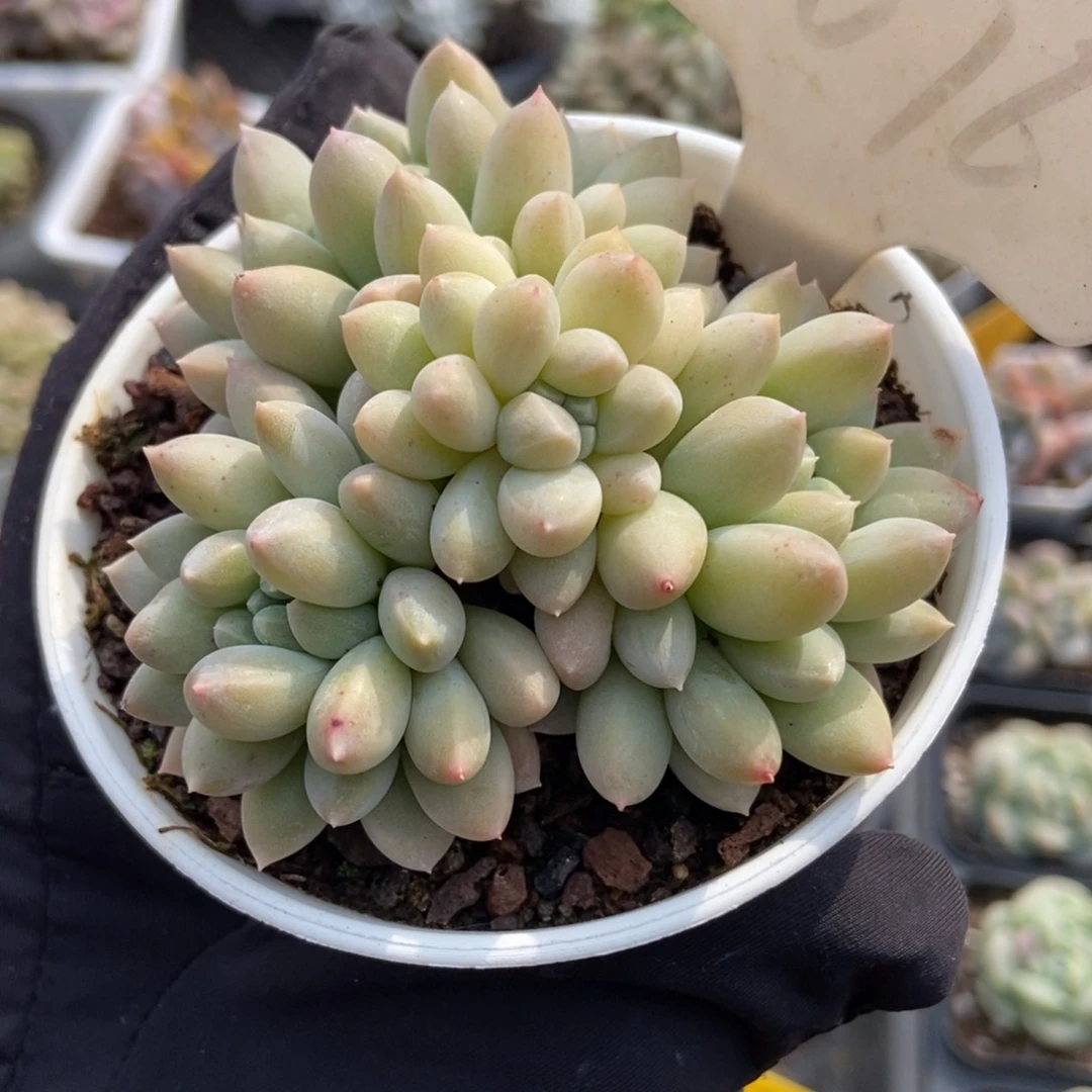 1076牛奶糖多肉植物保护