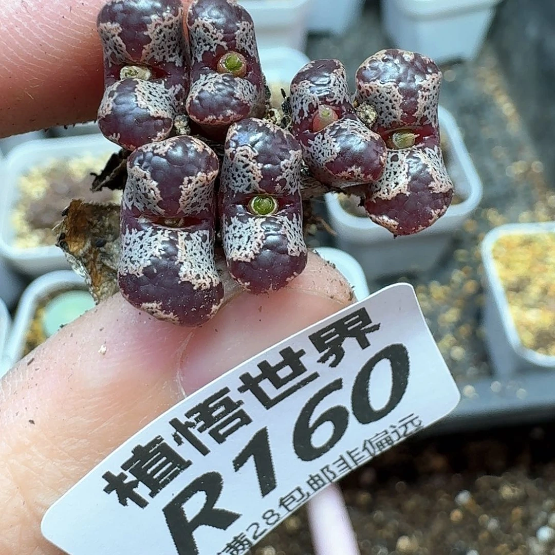 多肉植物的润泽额分