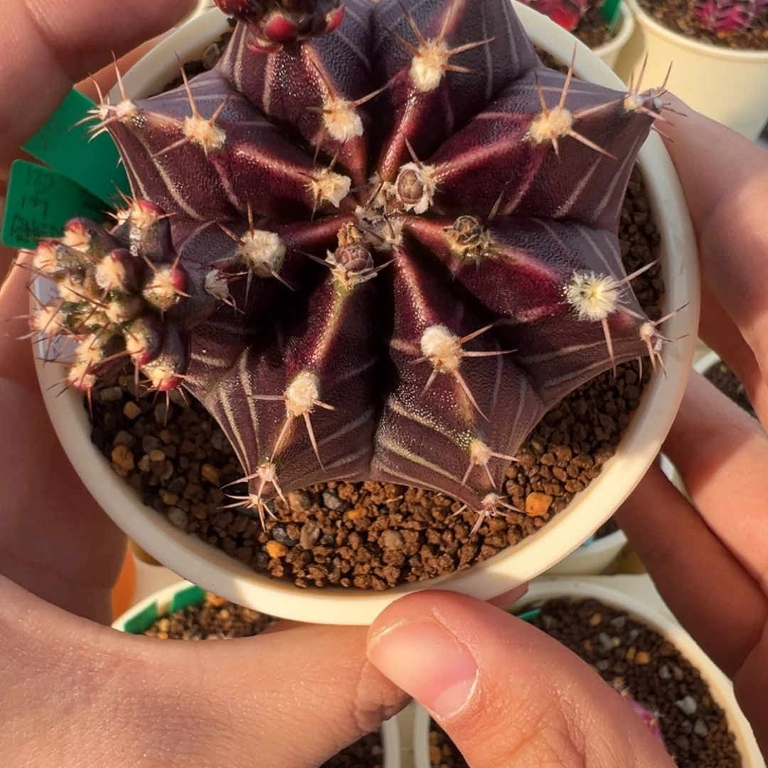 侧芽 好看的米哈冲冲冲