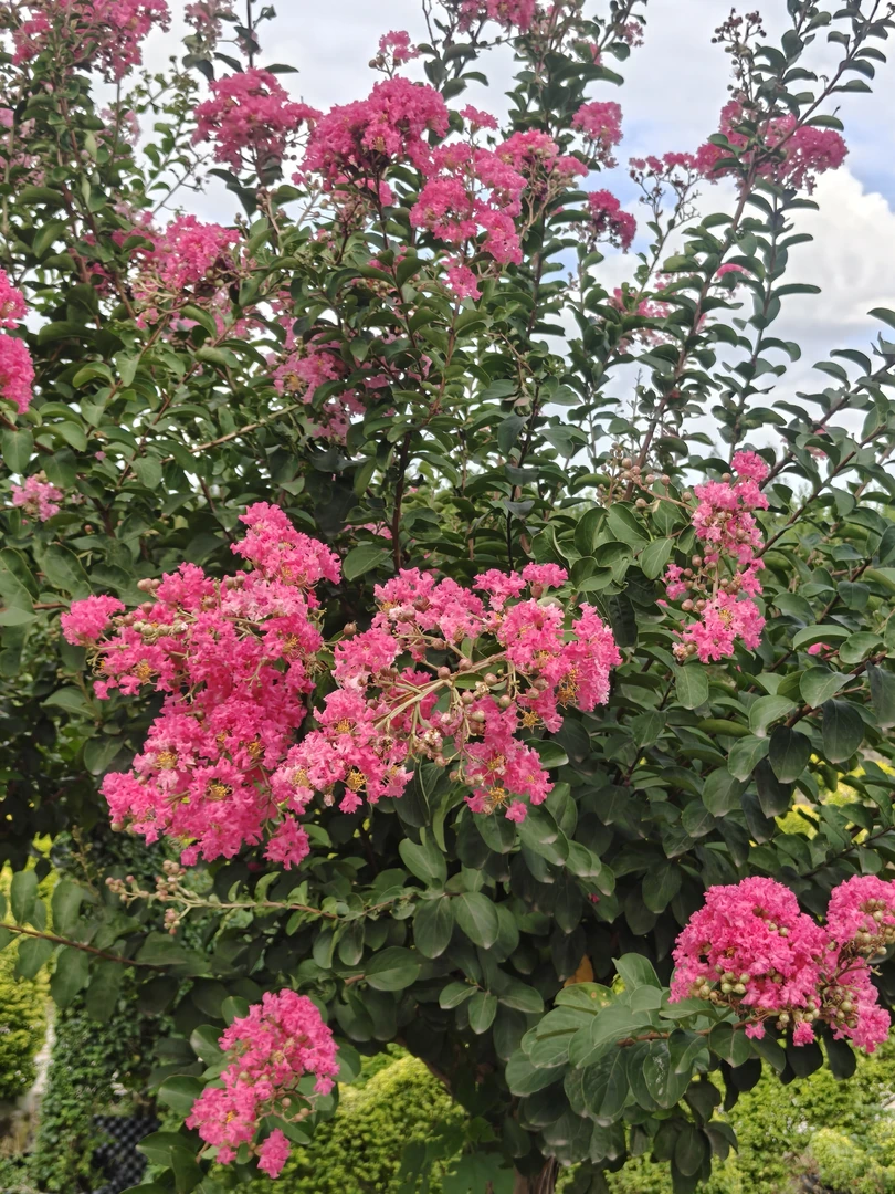 紫薇花盆栽四季好养耐热耐寒适合阳台庭院的花卉绿植