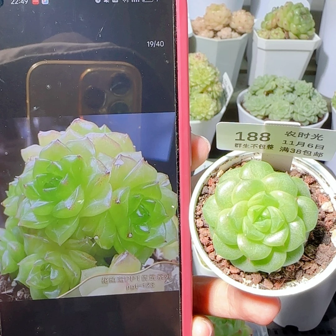 1106-188ppt-123麦杆