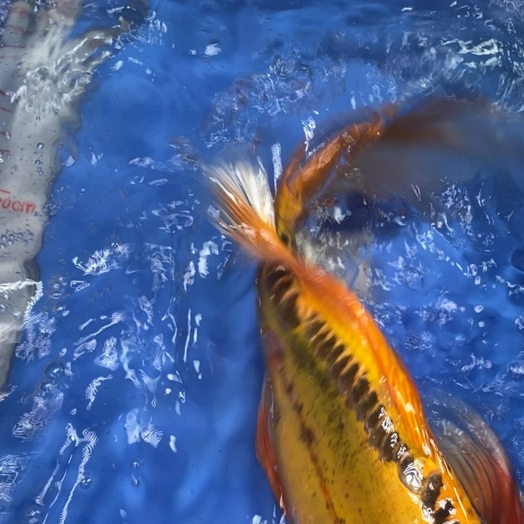 锦鲤冷水锦鲤包邮
