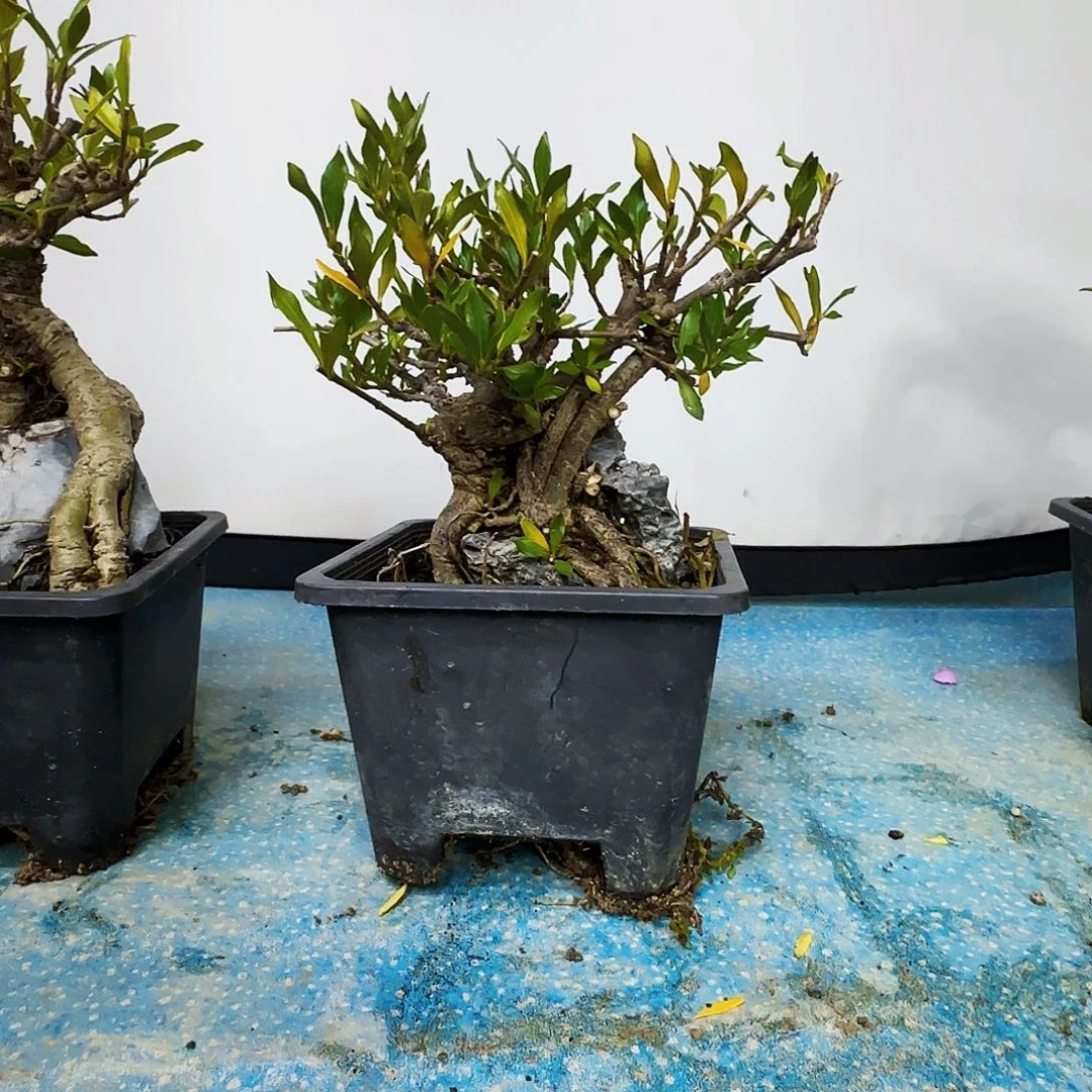 虹***无花朵对他干活健康快乐