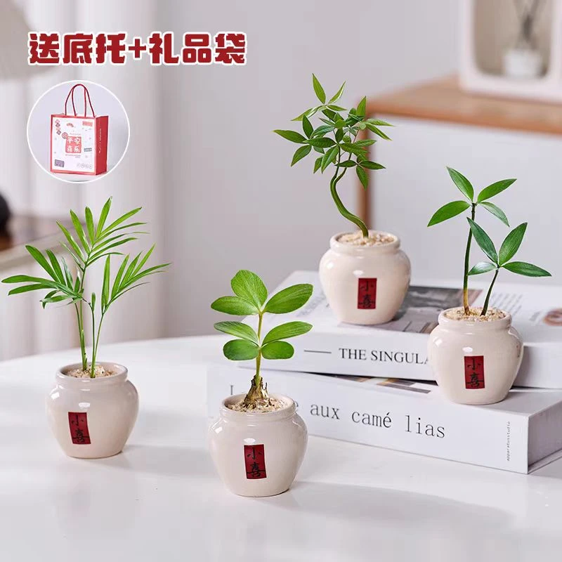 罗汉松迷你工位小盆栽好养植物视为办公室桌面绿植