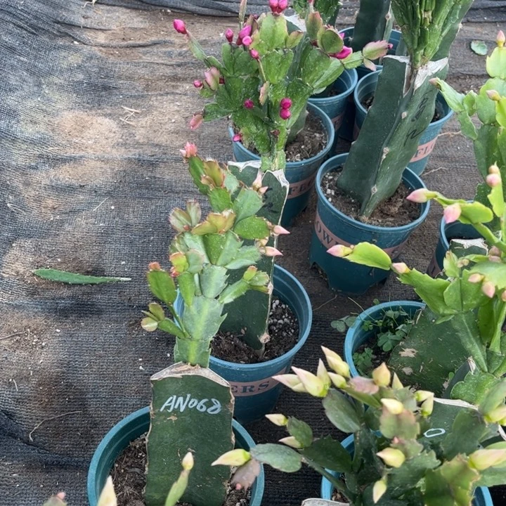 蓓***嫣97号068，花花花0000