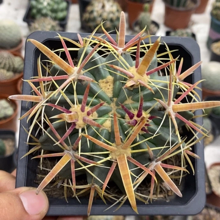 实生宽刺日出特价