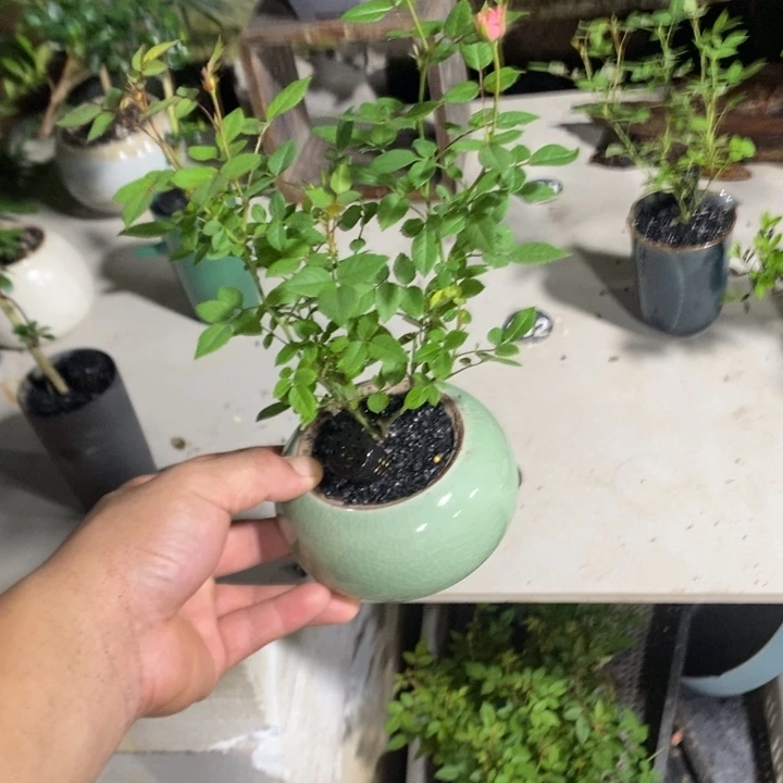 超***娥完全开放退款拉黑一物一拍405