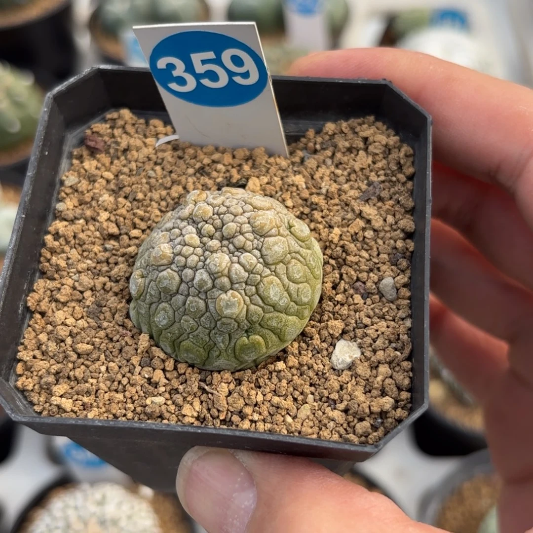 359实生凝蹄玉带盆带土发货