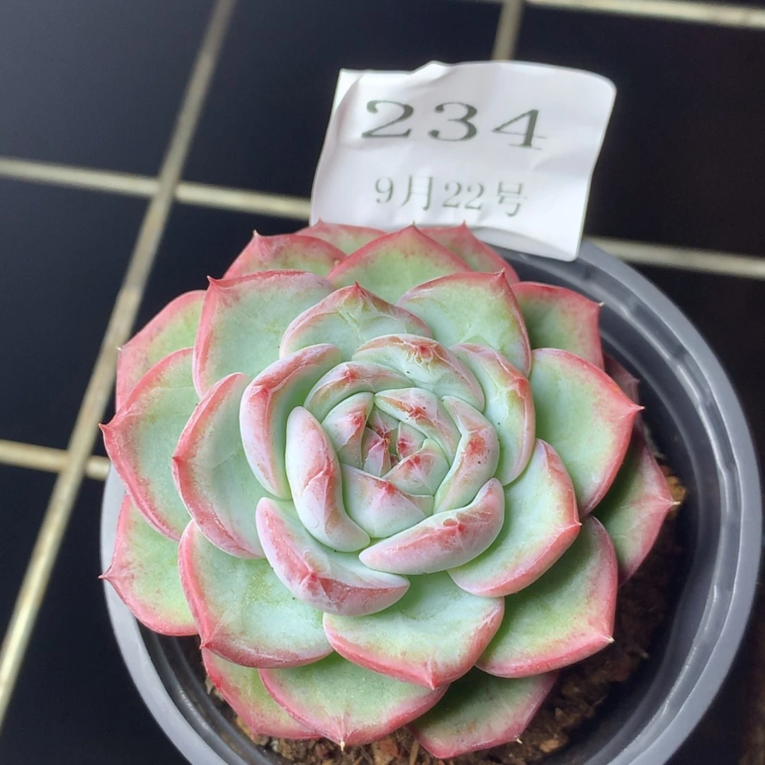 【闪购商品】云234号冰魄6厘米