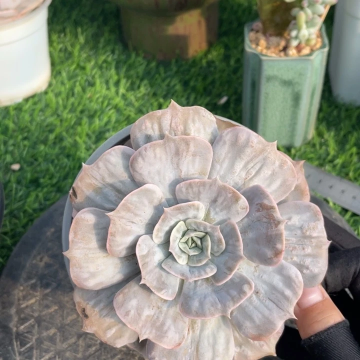 双子座石化冠幅12 公分一物一拍