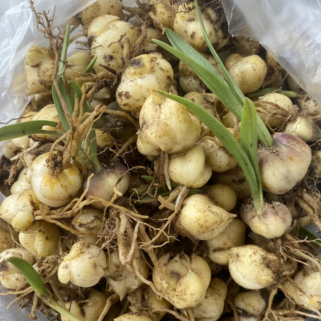新鲜甜百合小球可栽培适合阳台盆栽现挖带根花色随机
