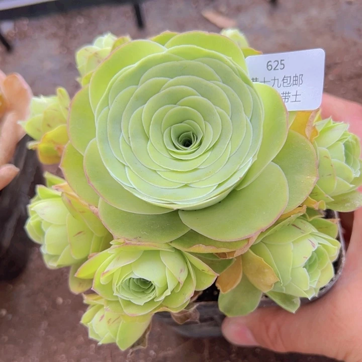 625 裸根不带土发货不包损