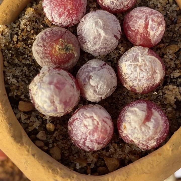 1622一组红灯泡一组