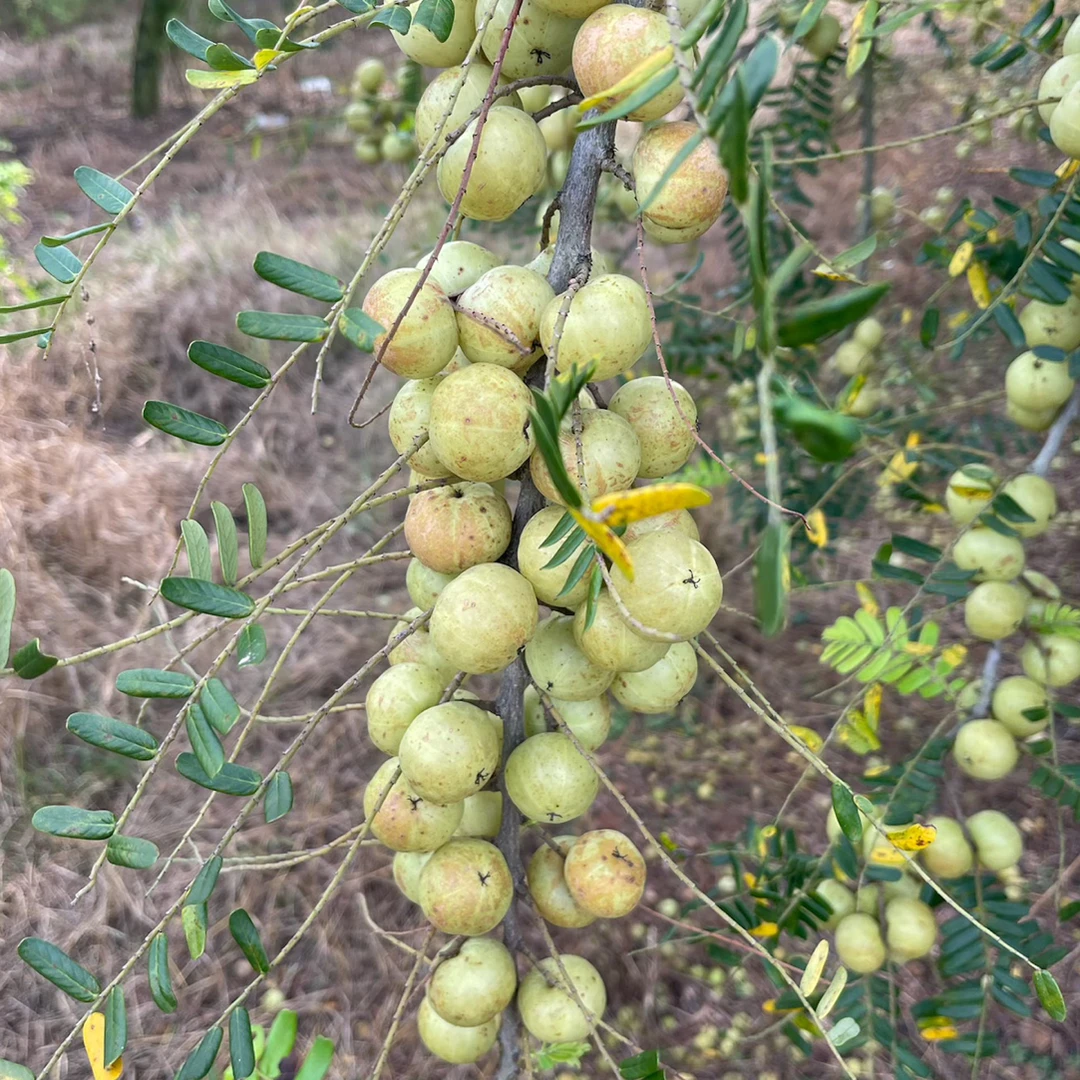 潮汕饼甜油甘果可生吃榨汁泡酒煲汤解腻酸回甘水果