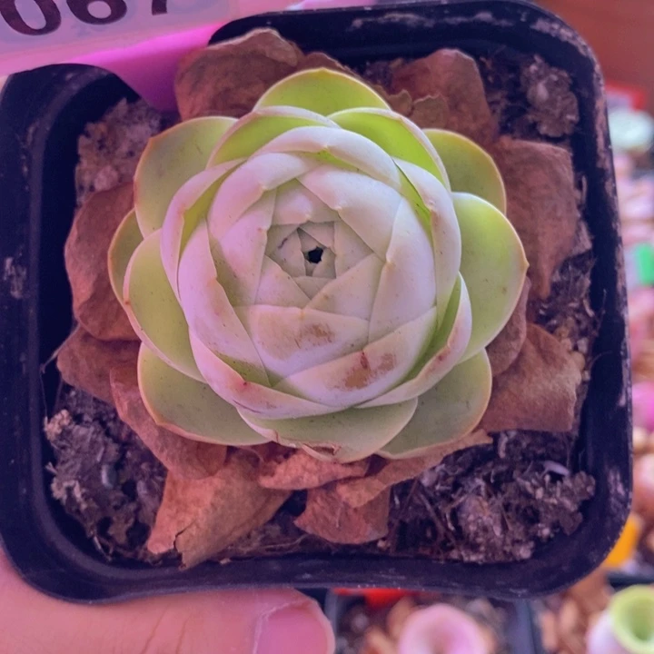 山地玫瑰一物一拍067