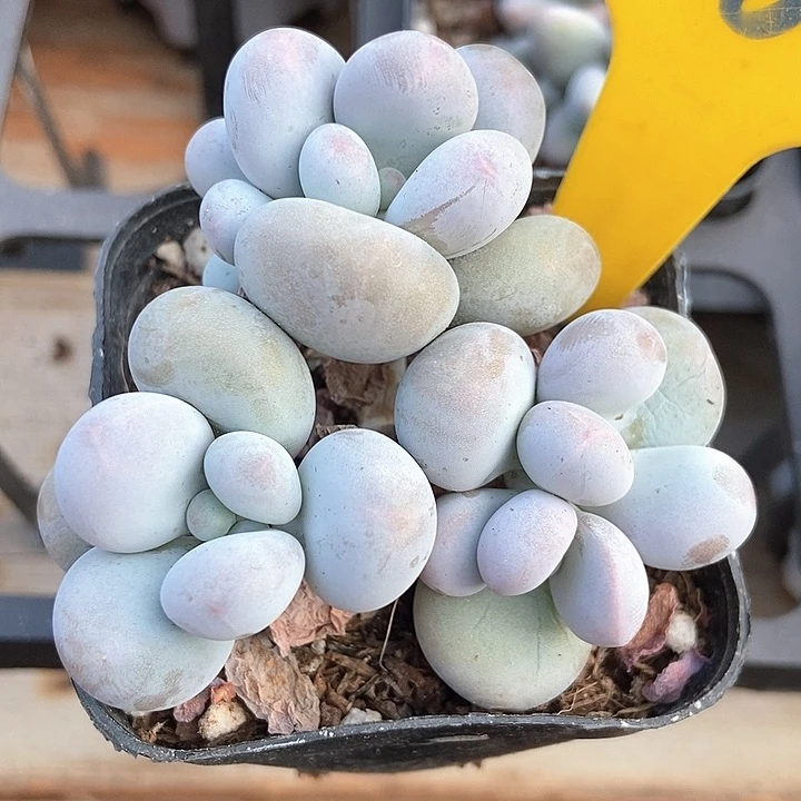 多肉植物奶酪885