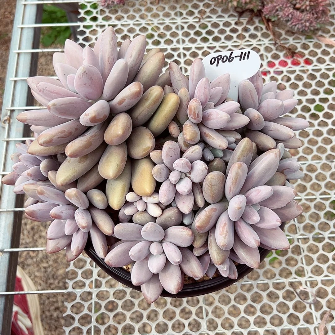 0906-111原始虞美人