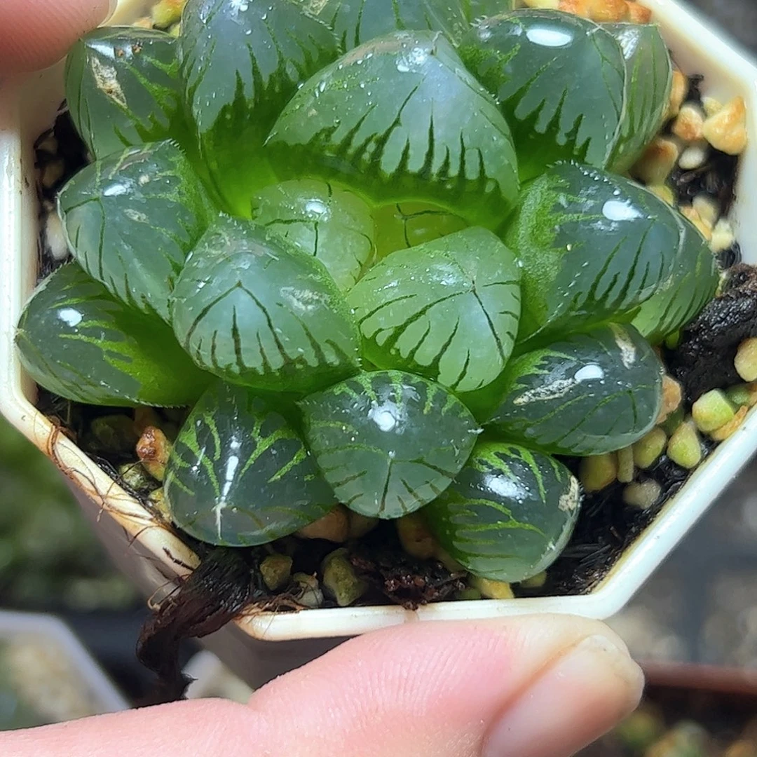 实生玉露大窗特选十二卷