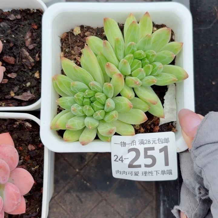 青花瓷无盆土发货无