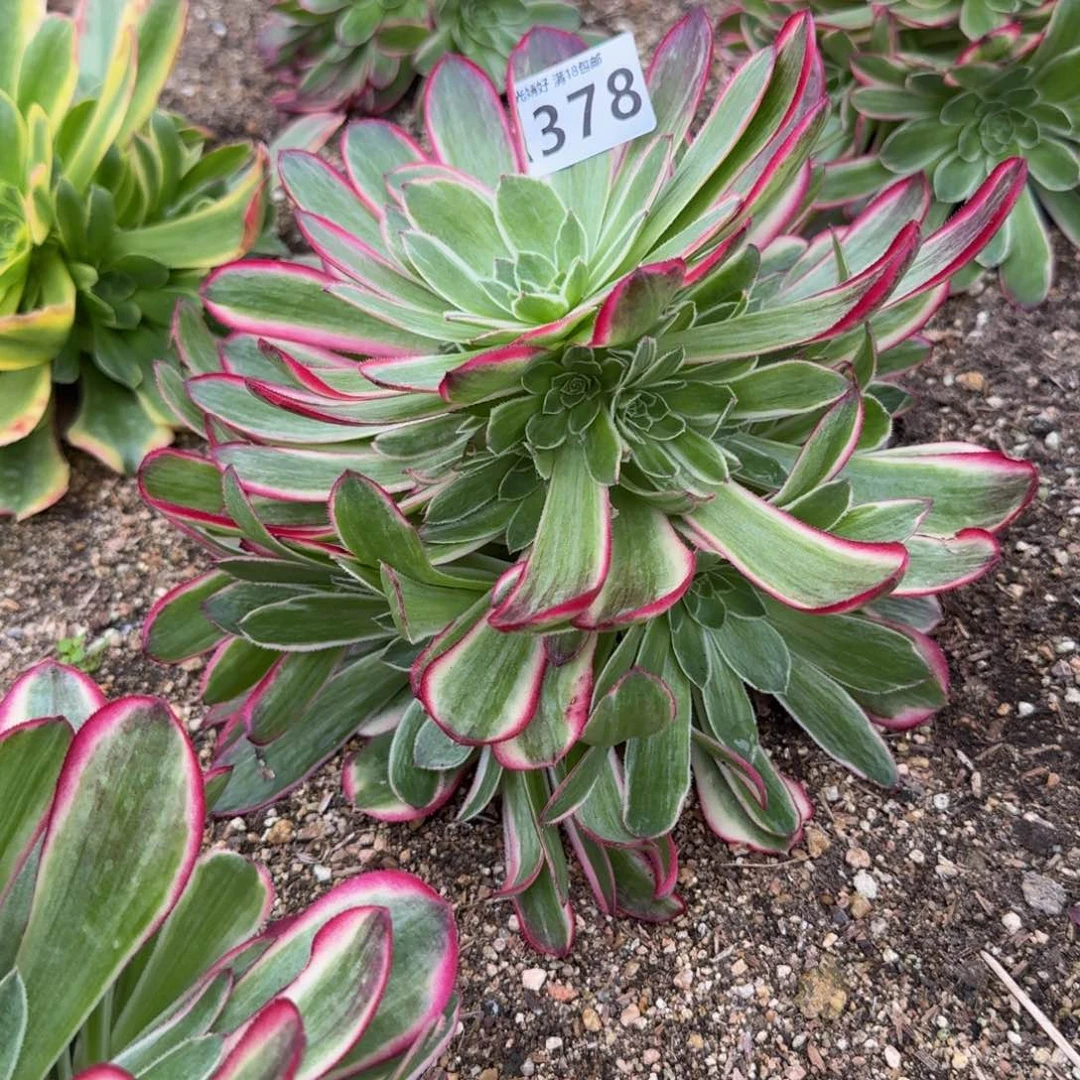 378孔雀翎。多肉葡萄