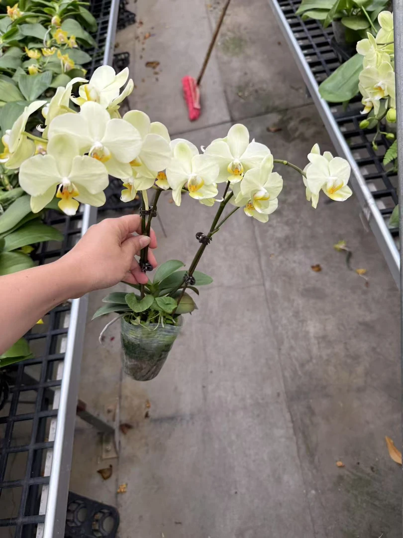 卡利蝴蝶兰，单颗