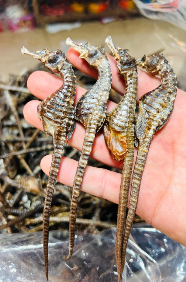 【精品海马】公母搭配煲汤材料泡酒料干货