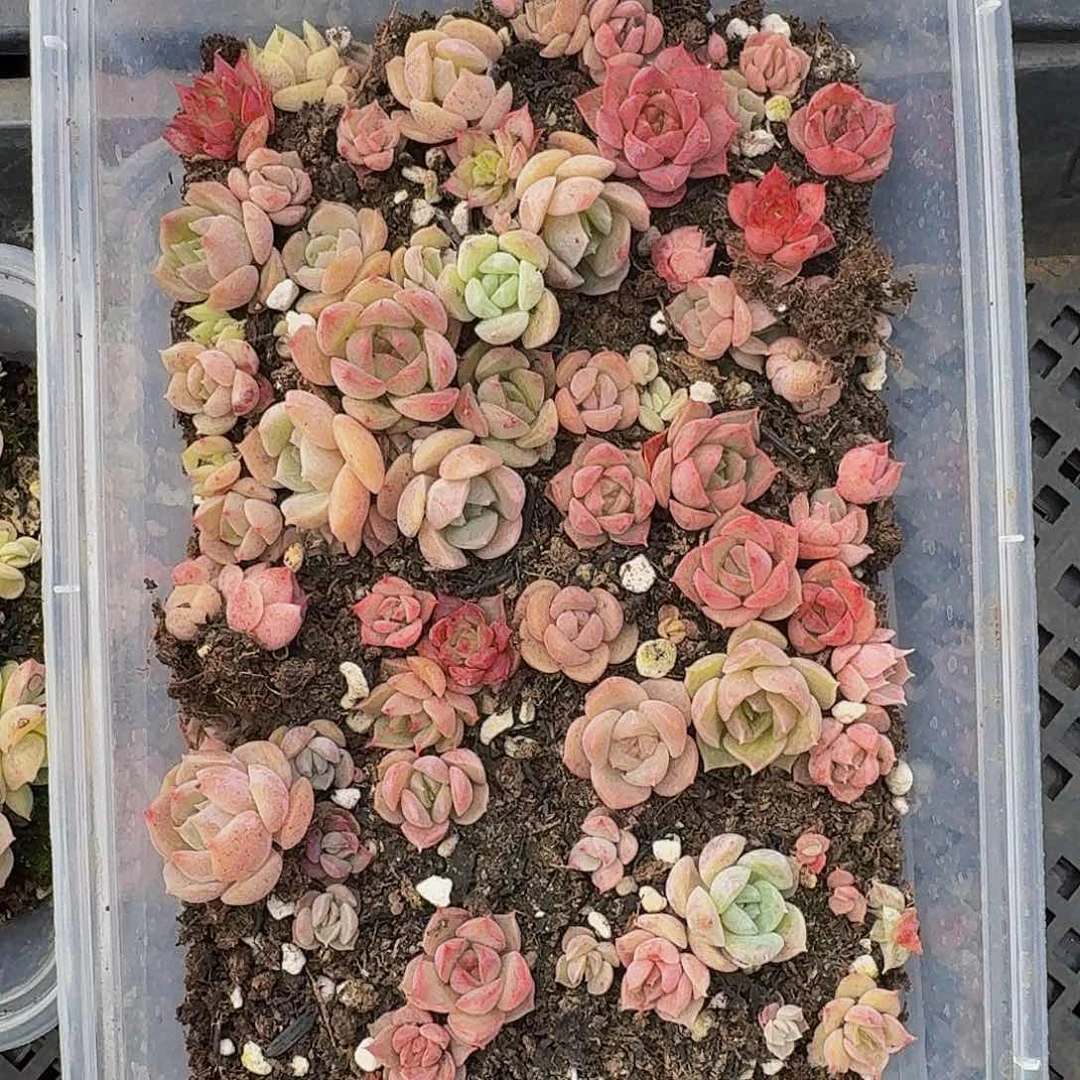 多肉植物多肉植物289