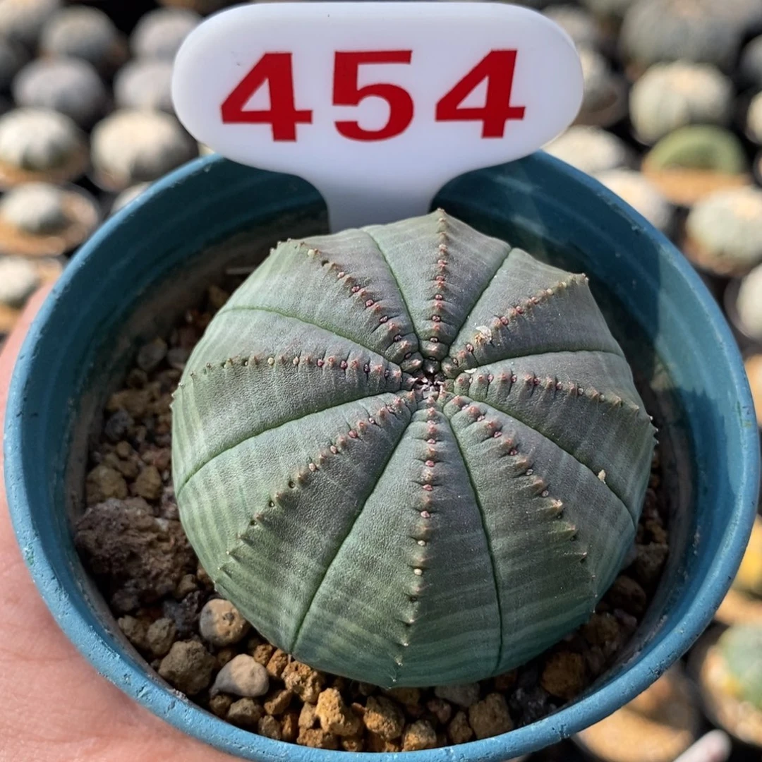 454布纹球福利哦