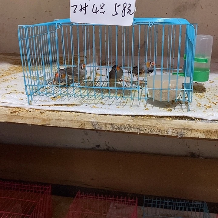 珍珠鸟许*伟特价灰珍珠两对，包活到家