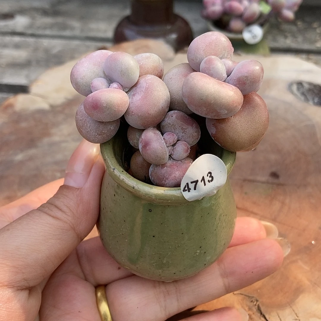 4713糖果腰子蛋带盆土